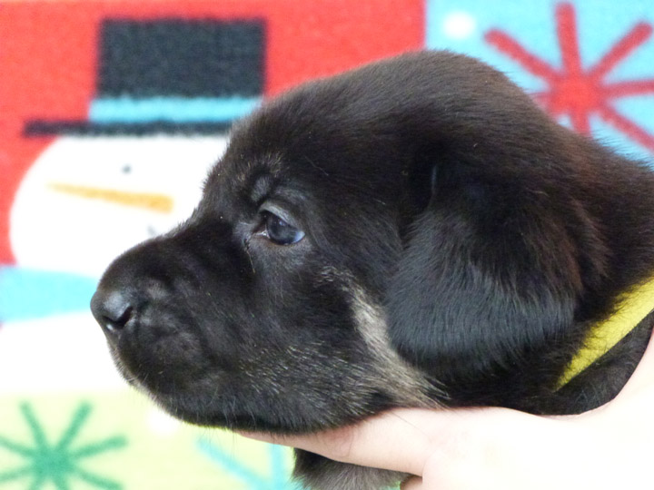 chinook puppy